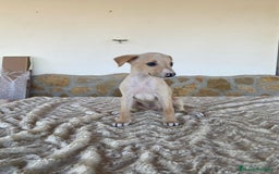 Galgo Español perros en venta: Galgo español machos - Imagen 3
