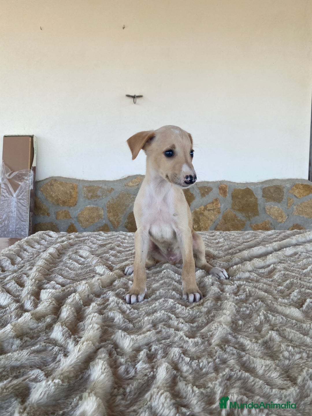 Galgo Español perros en venta: Galgo español machos - Imagen 3