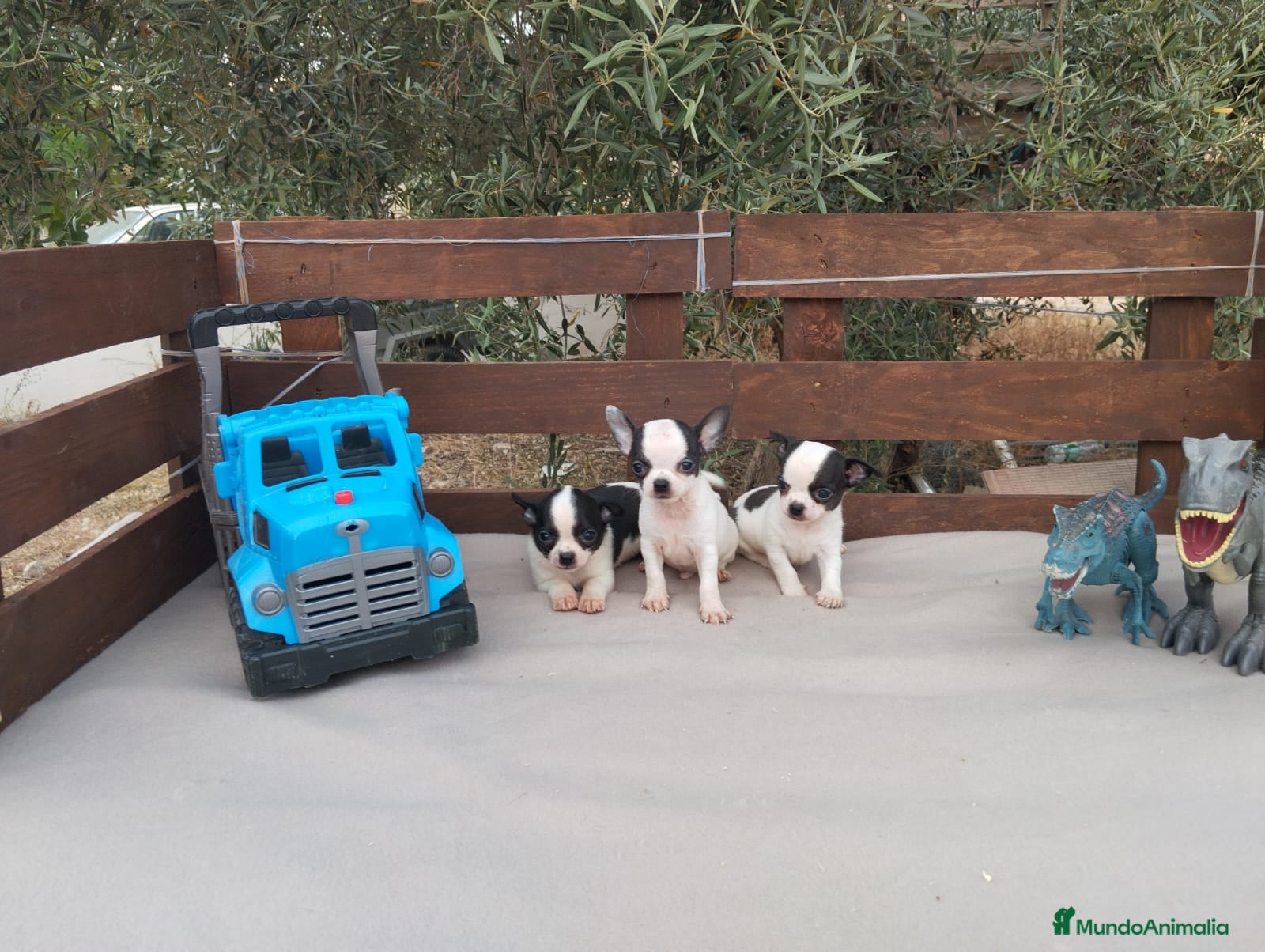 Chihuahua perros CHIHUAHUAS TOYS CABEZA de 🍎🍎 🥰🥰🥰 - Anuncio 1