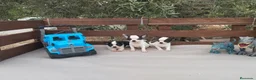 Chihuahua perros en venta: CHIHUAHUAS TOYS CABEZA de 🍎🍎 🥰🥰🥰 - Anuncio 8