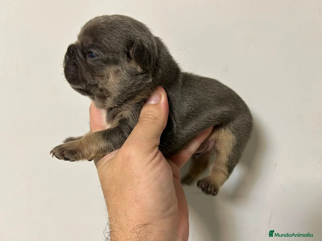 Bulldog Francés perros en venta: Bulldog francés big rope  - Anuncio 4