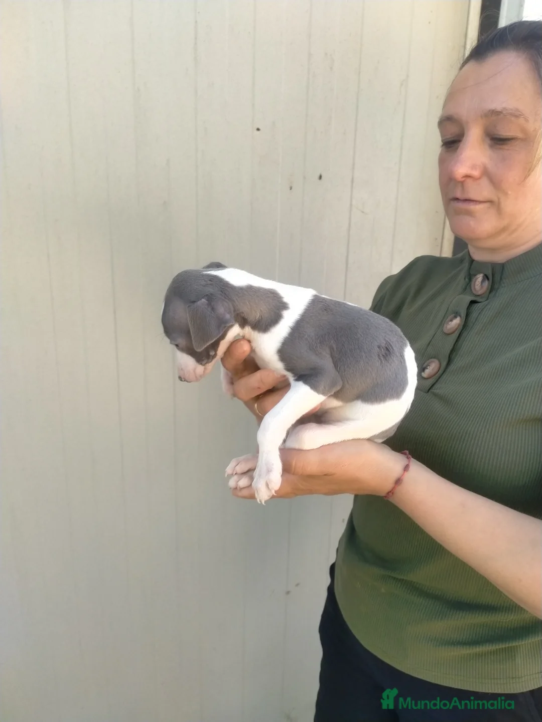 Whippet perros en venta: Cachorritos de whippet  - Anuncio 2