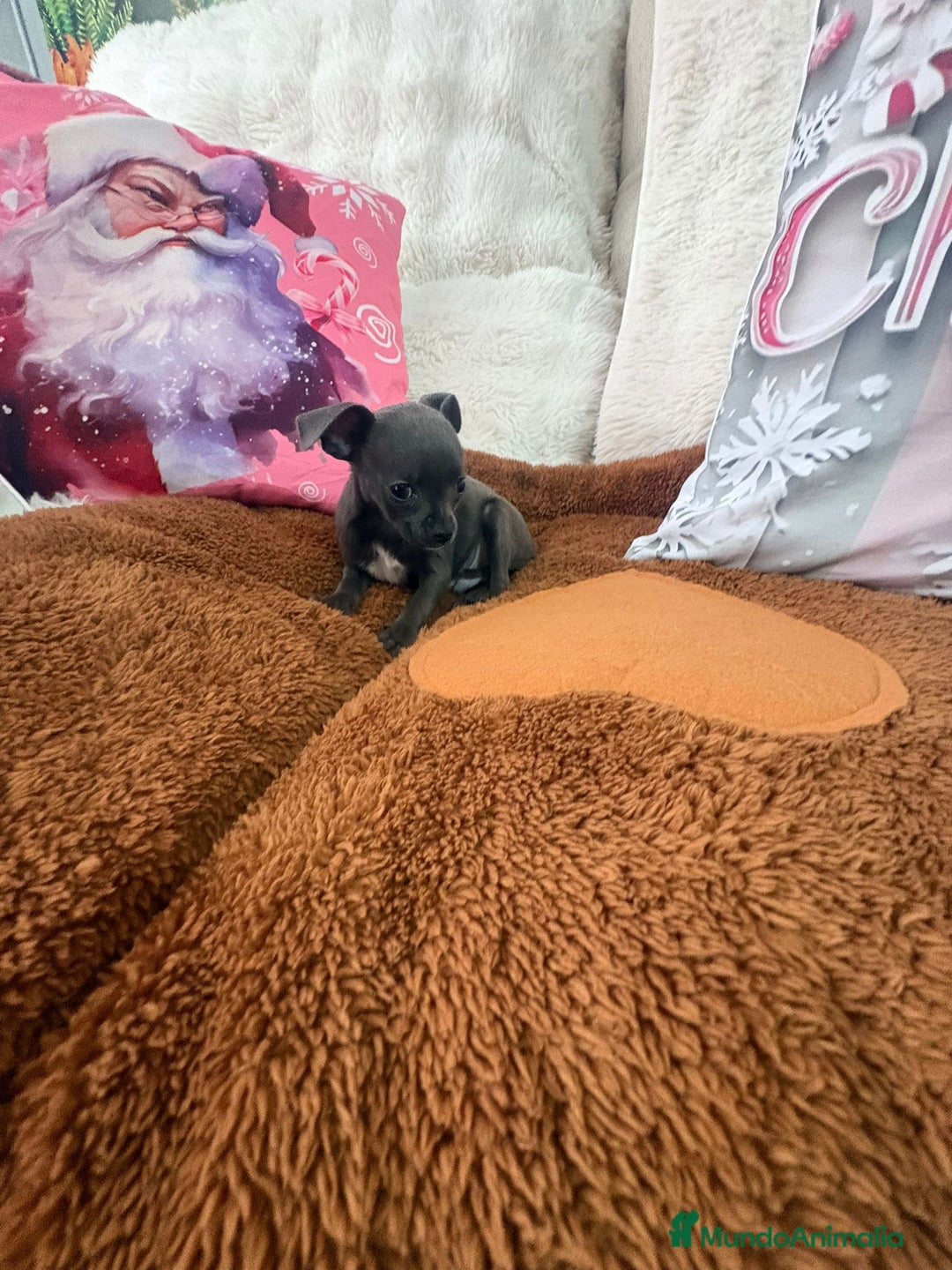 Chihuahua perros en venta: Chihuahua mini toy blue - Anuncio 19