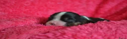 Cavalier King Charles Spaniel perros en venta: cachorros calidad compañia macho y hembra - Anuncio 5