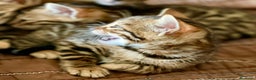 Bengalí gatos en venta: Hembritas de Gato Bengalí - Anuncio 3