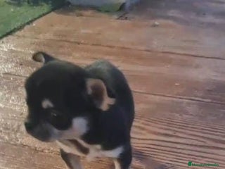 Chihuahua perros en Madrid - Anuncio 41