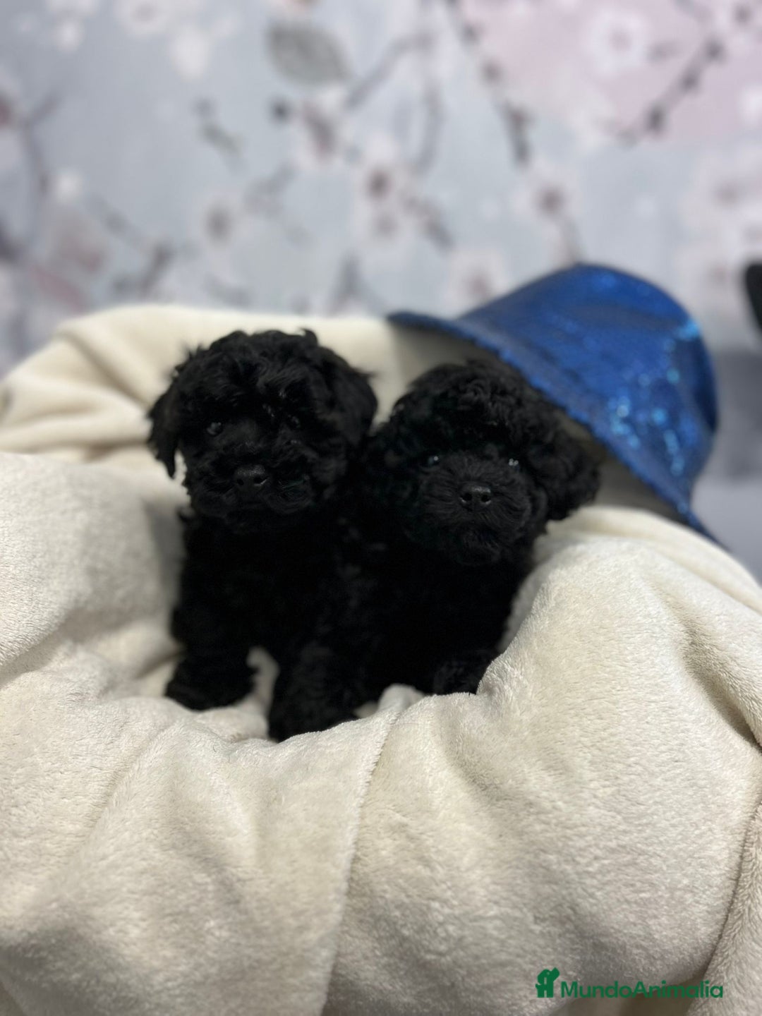 Caniche Toy perros en venta: Caniche toy - Anuncio 2