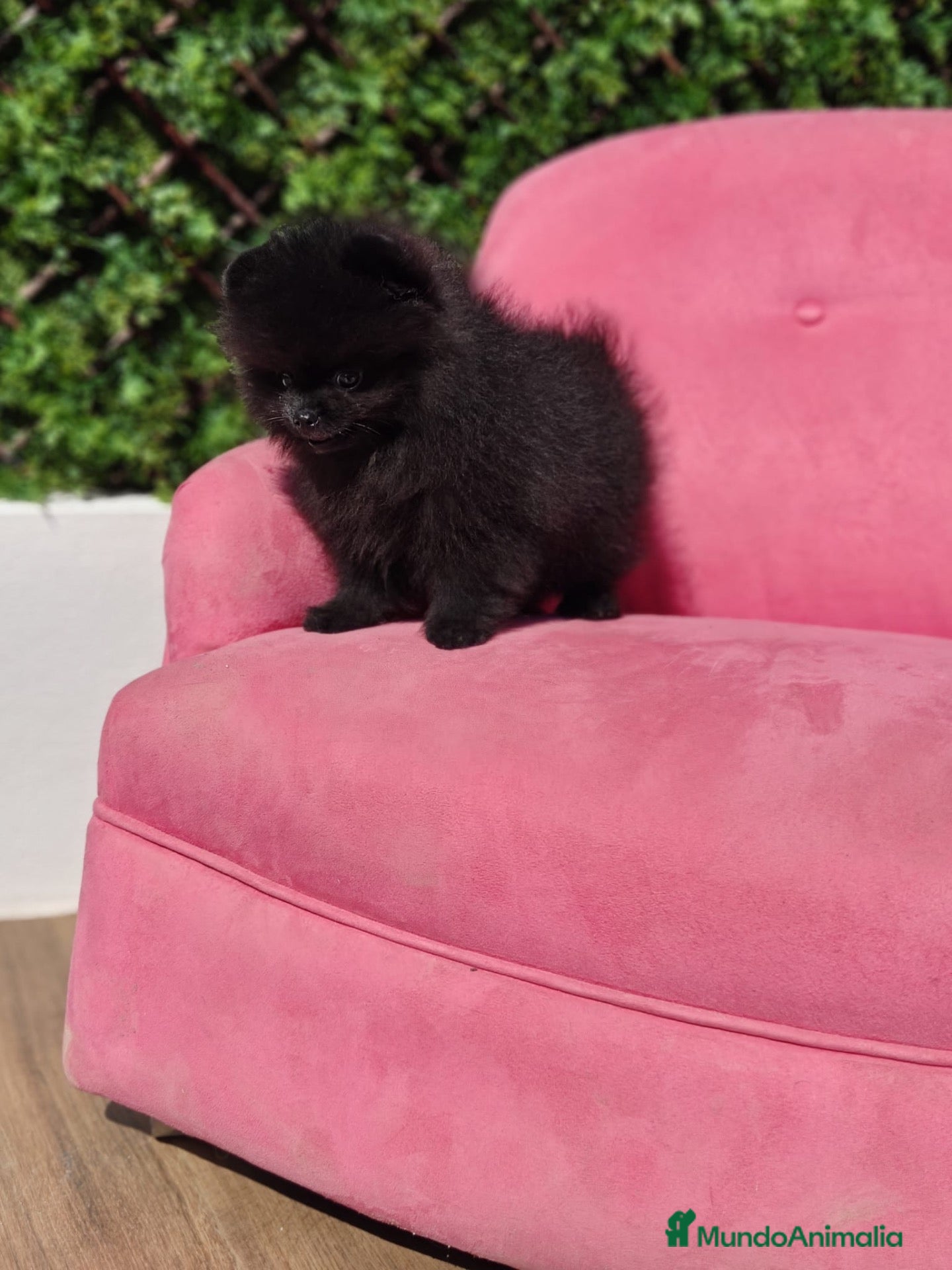 Pomerania perros Pomerania  - Anuncio 1