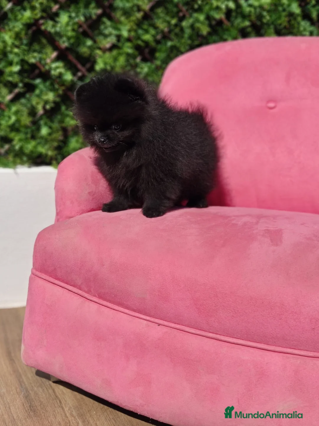 Pomerania perros en venta: Pomerania  - Anuncio 1