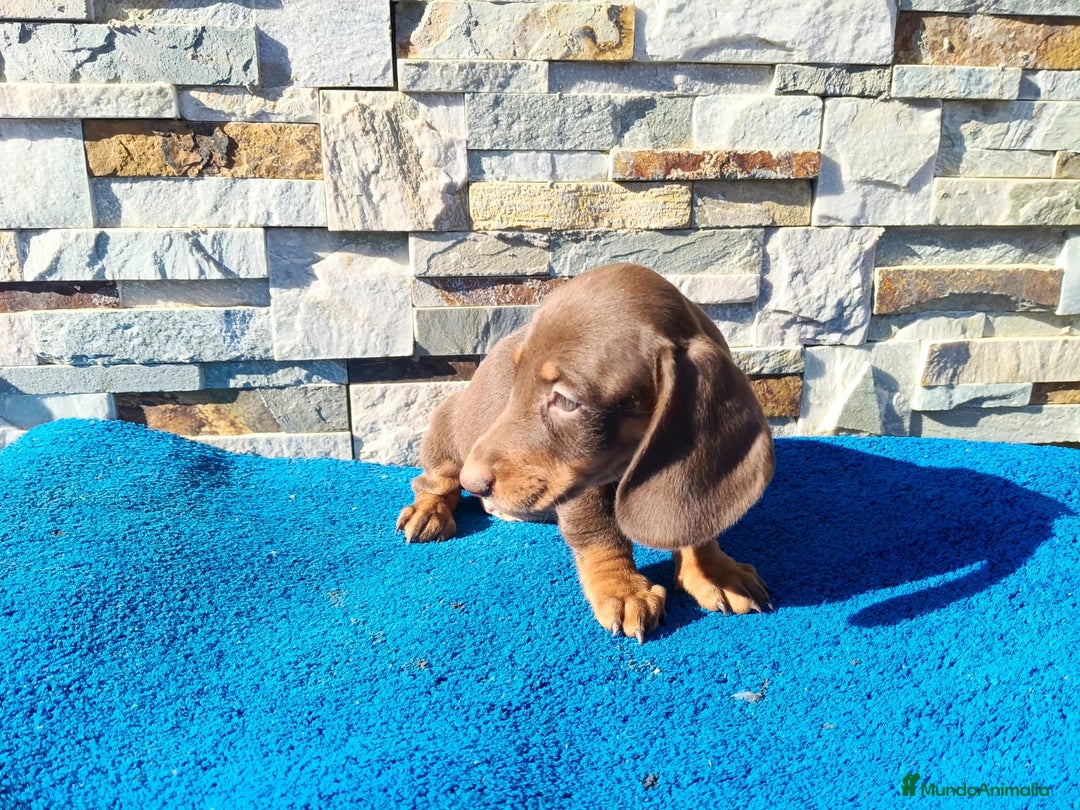 Teckel Miniatura perros en venta: Teckel chocolate miniatura  - Imagen 3