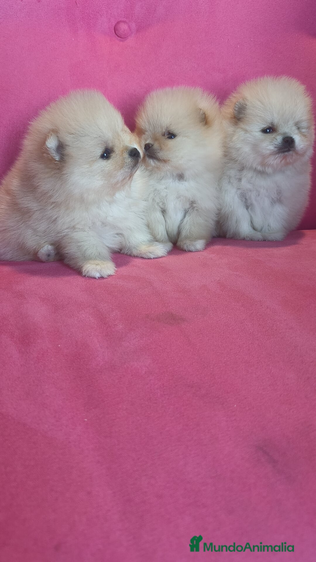 Pomerania perros en venta: Pomerania TOY Crema de calidad - Anuncio 5