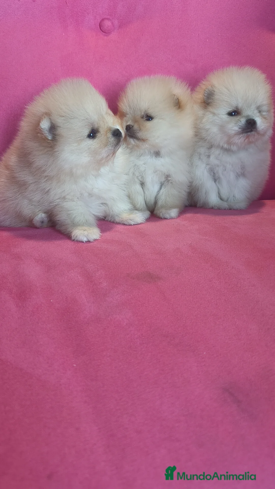 Pomerania perros en venta: Pomerania TOY Crema de calidad - Anuncio 5