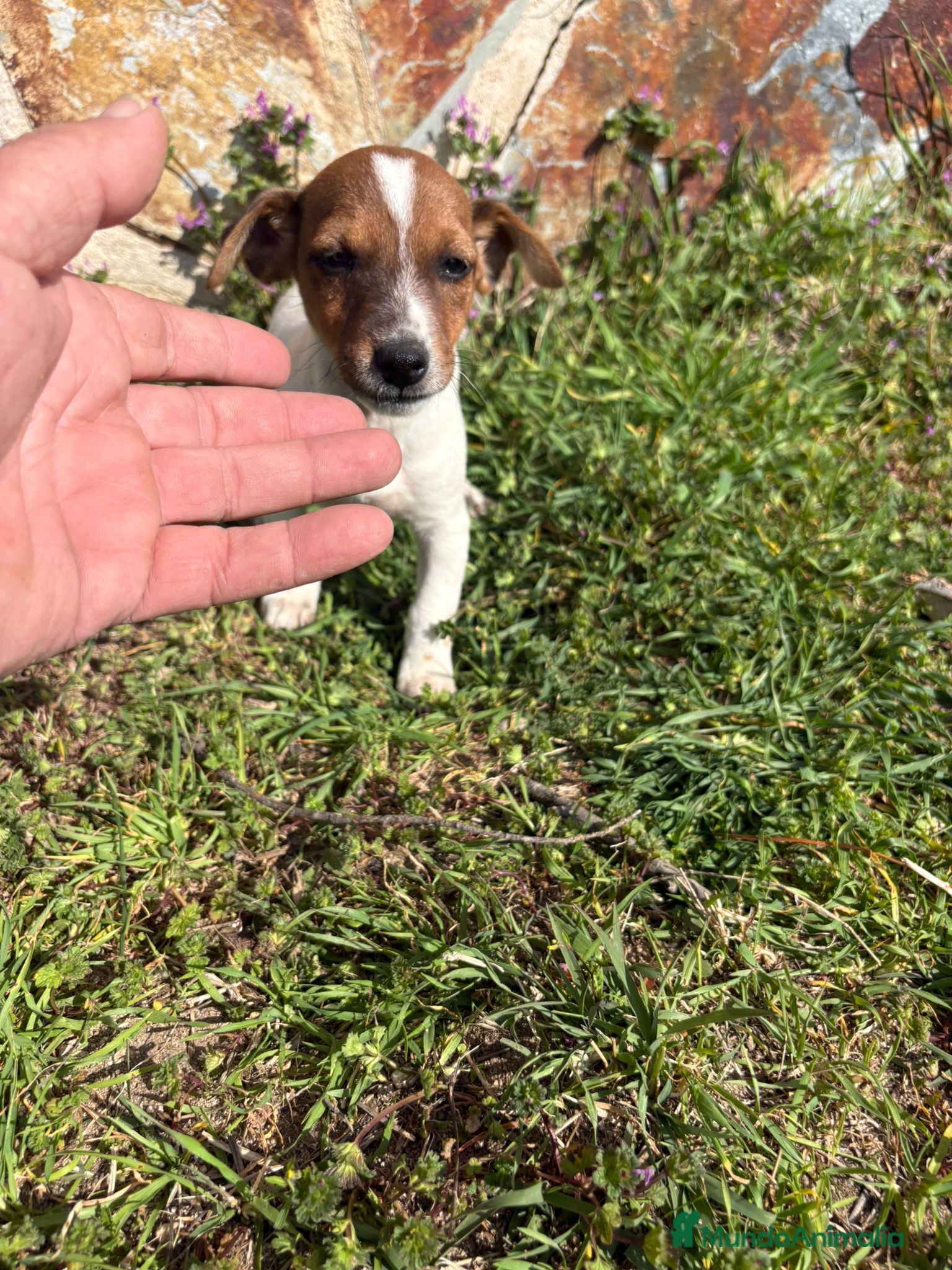 Jack Russell Terrier perros Jack Russell Terrier - Anuncio 3
