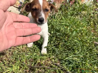 Jack Russell Terrier perros Jack Russell Terrier - Anuncio 3