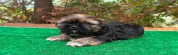 Shih Tzu perros en venta: Machitos de shih tzu - Anuncio 4