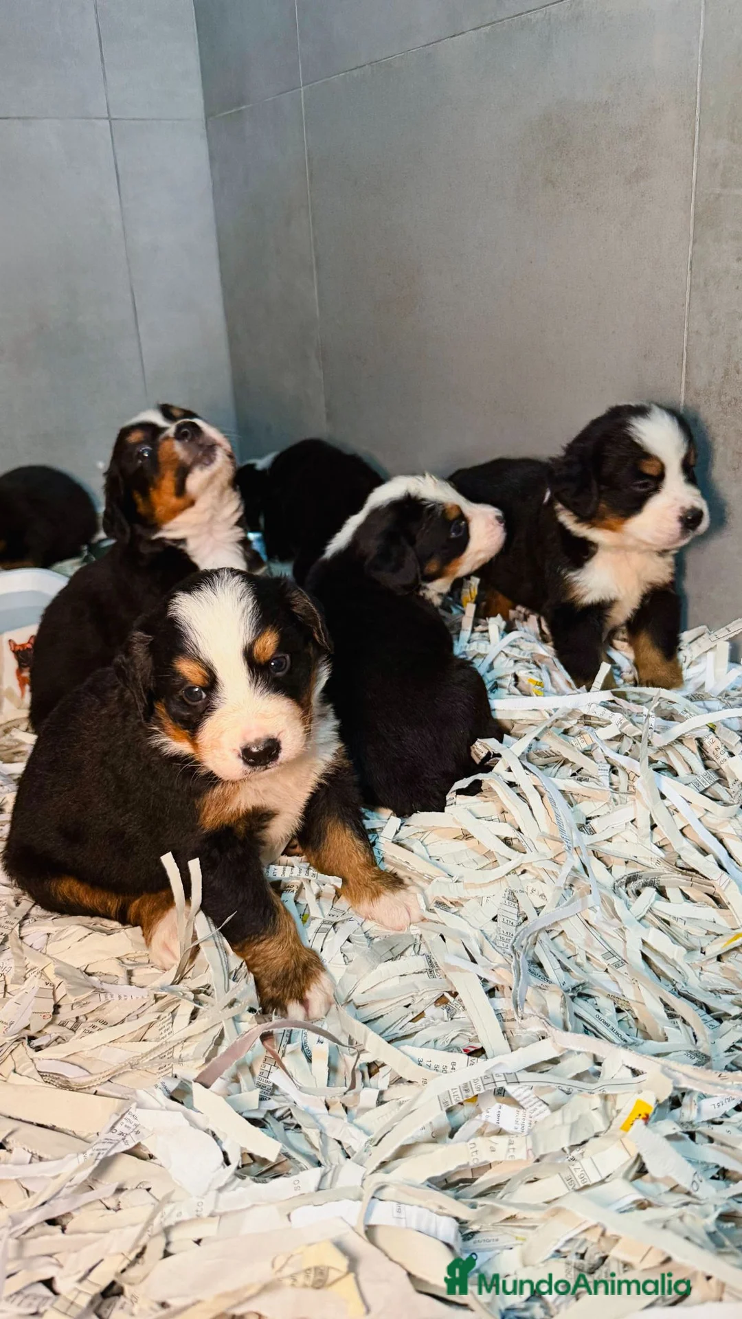 Boyero de Berna perros en venta: BOYERO DE BERNA CON GARANTÍAS 🐶✅  - Anuncio 1