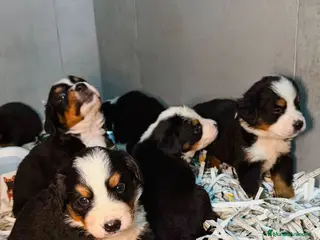 Boyero de Berna perros BOYERO DE BERNA CON GARANTÍAS 🐶✅ - Anuncio 5