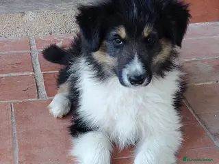 Collie de Pelo Largo perros Cachorros rough collie - Anuncio 3