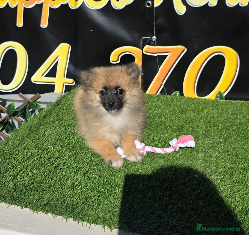 Spitz pequeño - Kleinspitz perros Pomerania spitz pequeño - Anuncio 1