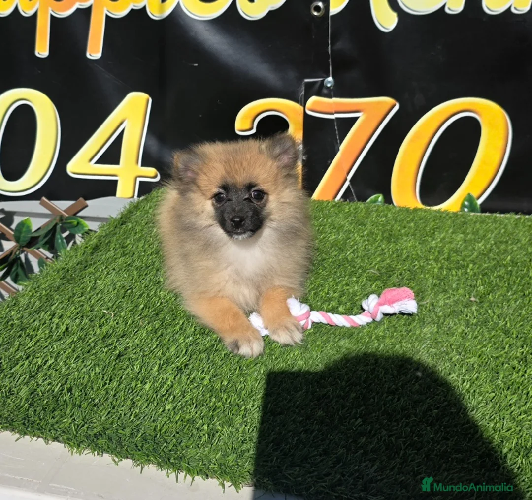 Spitz pequeño - Kleinspitz perros en venta: Pomerania spitz pequeño - Anuncio 1