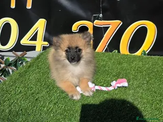 Spitz pequeño - Kleinspitz perros Pomerania spitz pequeño - Anuncio 1