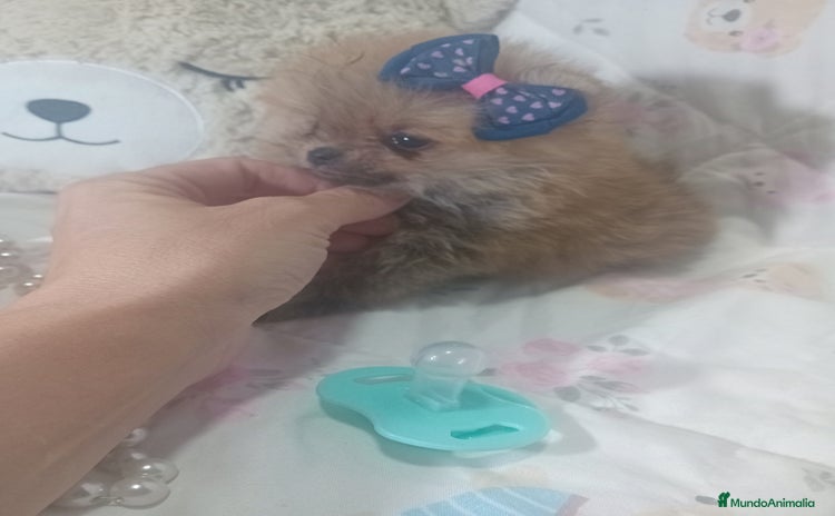 Pomerania perros - Anuncio 2