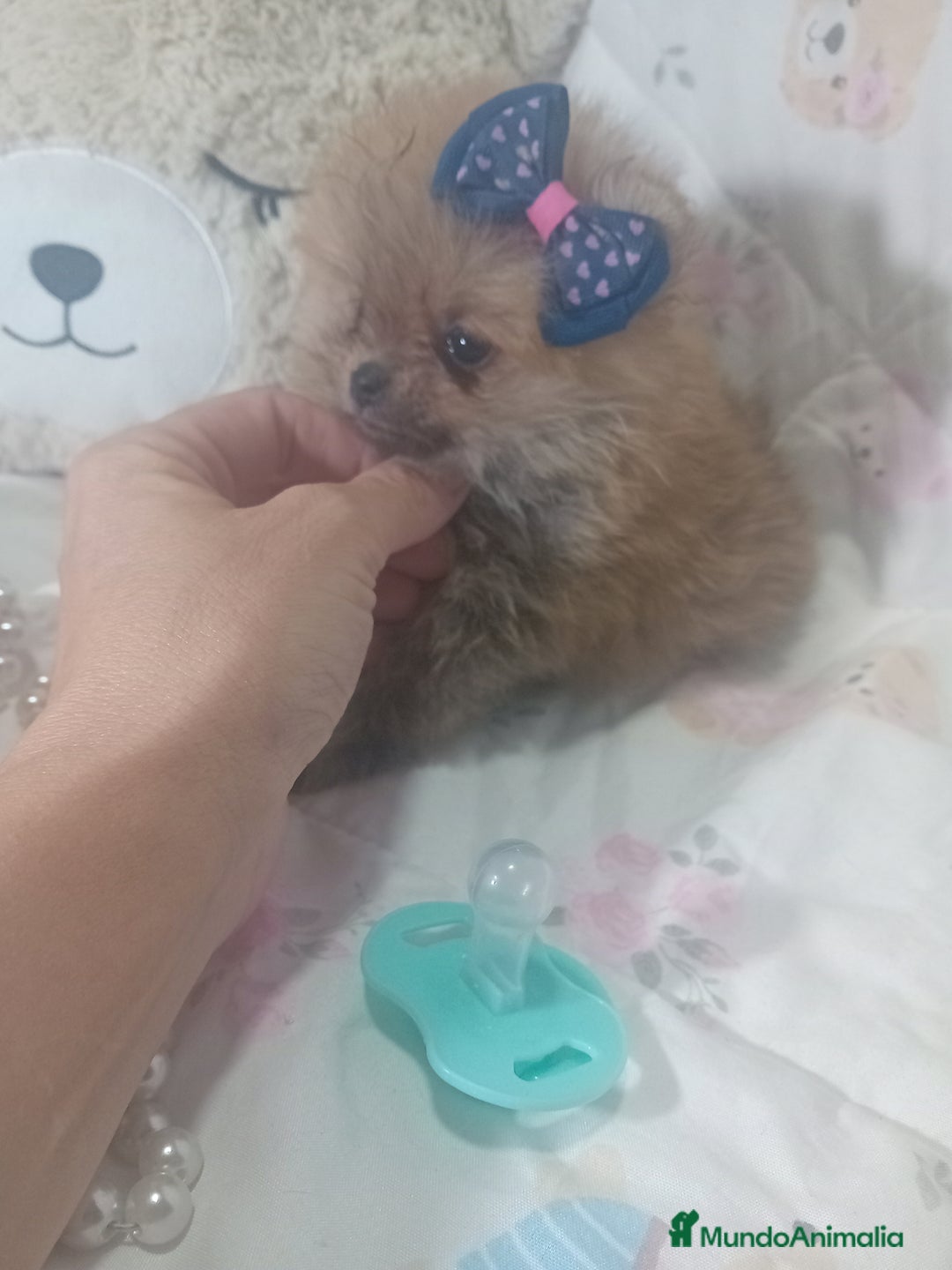 Pomerania perros en venta: ‼️POMERANIAS TAMAÑO TOY - Imagen 1