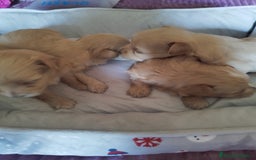 Maltipoo perros en venta: Maltipoo calidad y selección  - Imagen 3