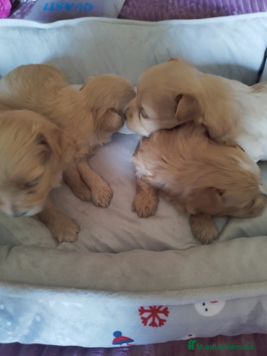 Maltipoo perros en venta: Maltipoo calidad y selección  - Imagen 3