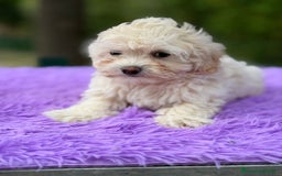 Maltipoo perros en venta: Maltipoo apricot y negro - Anuncio 3