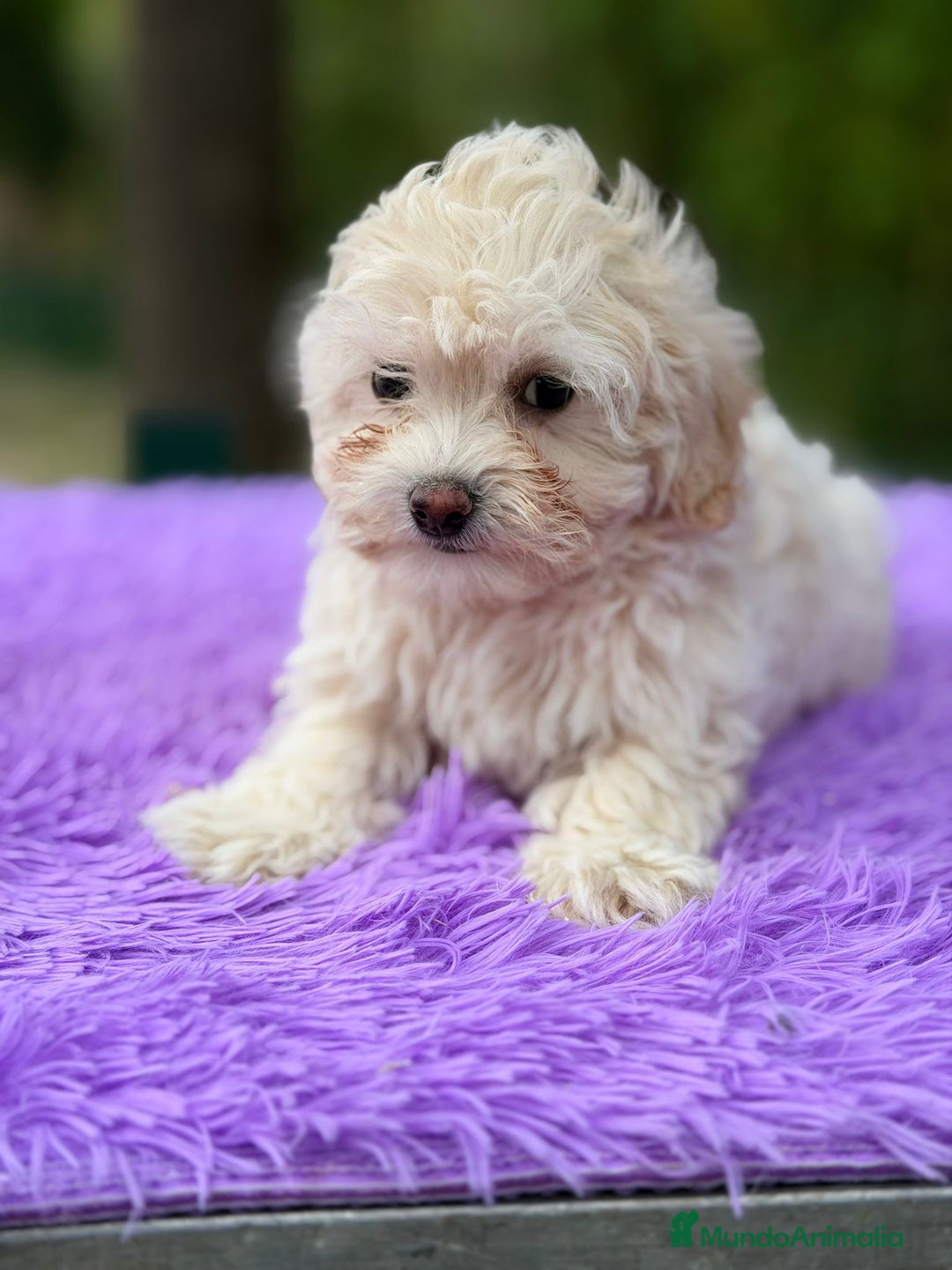 Maltipoo perros en venta: Maltipoo apricot y negro - Anuncio 3