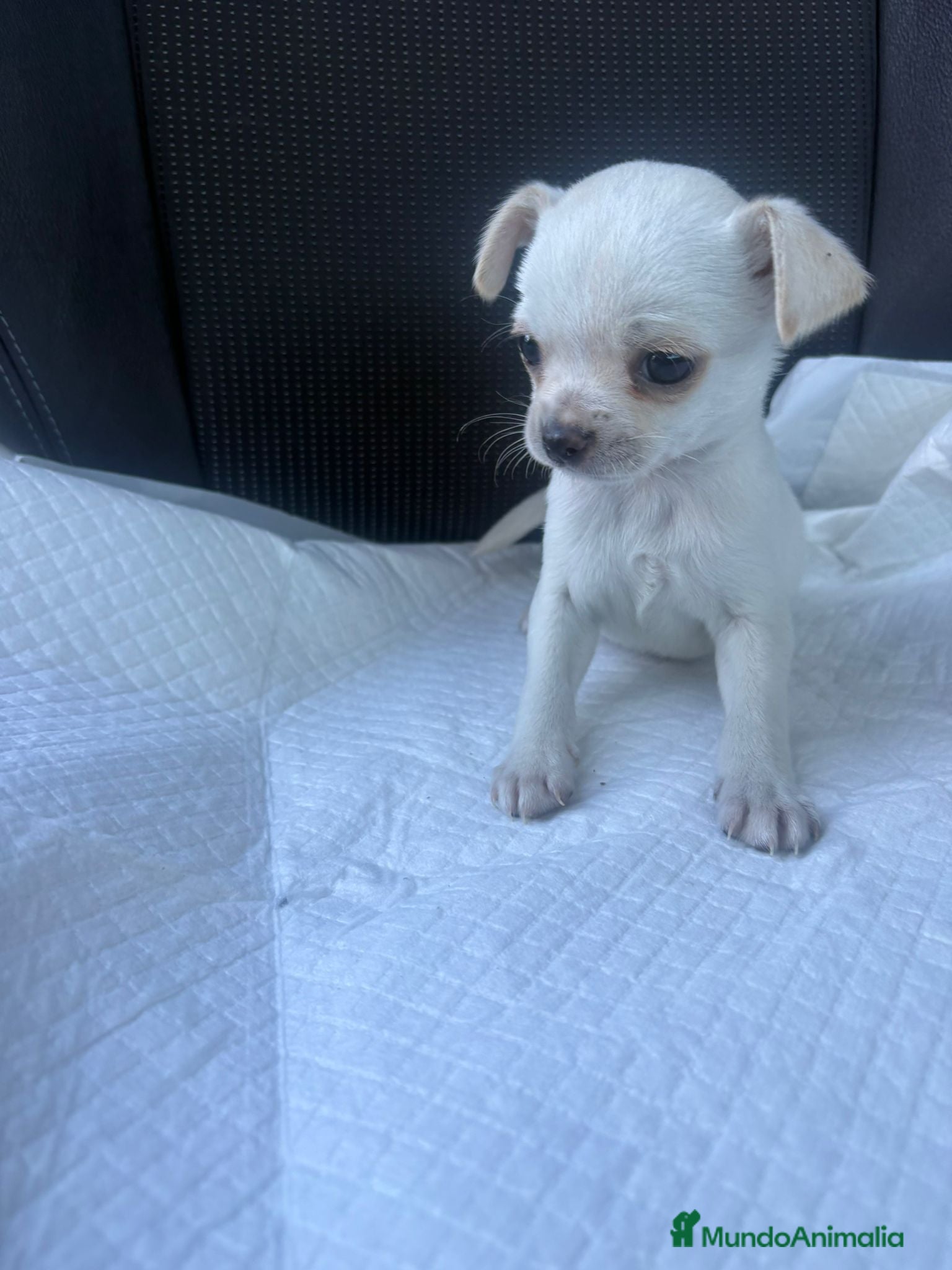 Chihuahua perros Chihuahua toy blanco nieve  - Anuncio 24