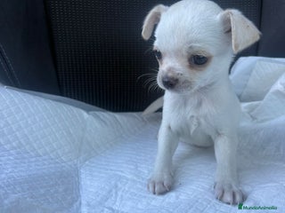 Chihuahua perros Chihuahua toy blanco nieve - Anuncio 1