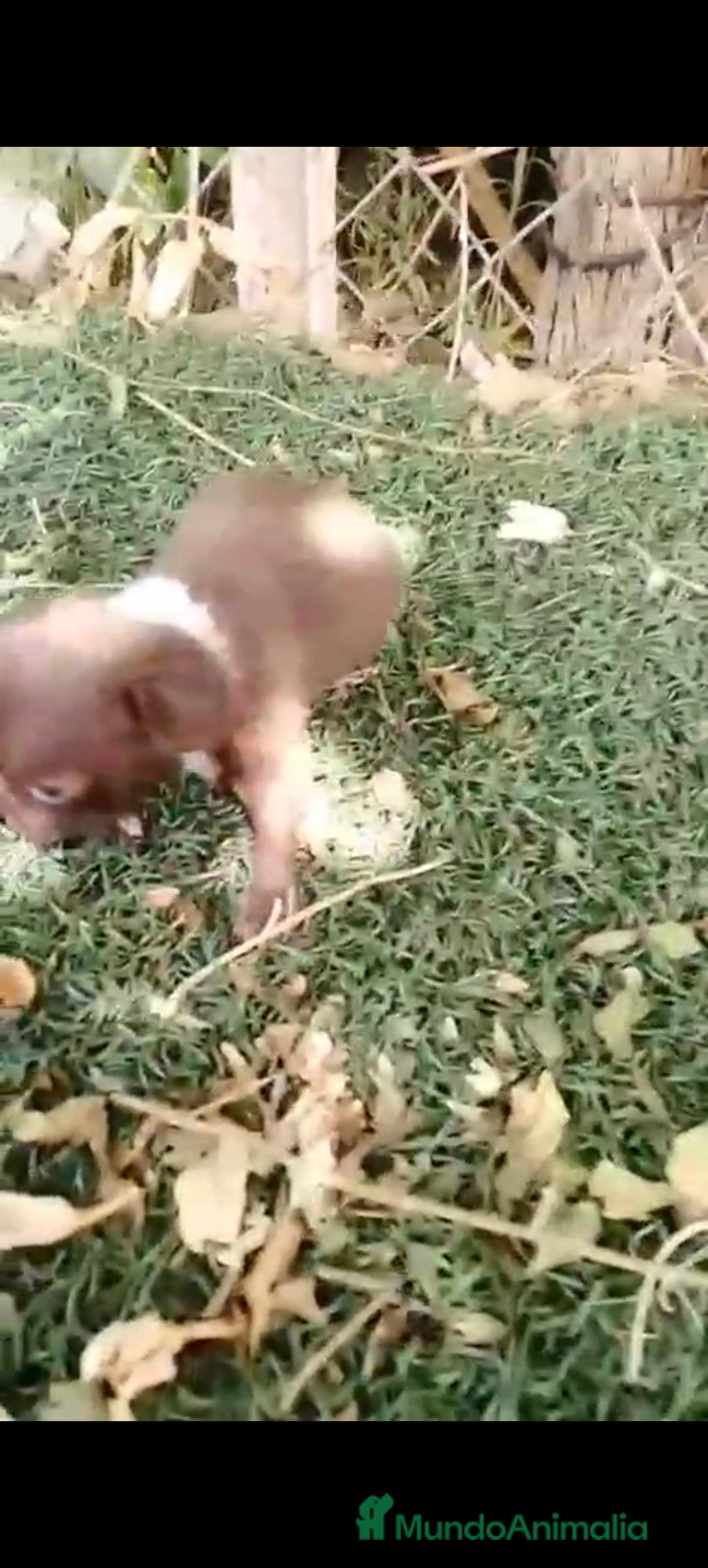 Chihuahua perros en venta: Hembra de chihuahua toys  - Imagen 7
