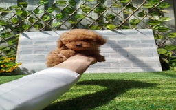Caniche Toy perros en venta: Caniche rojo - Imagen 4