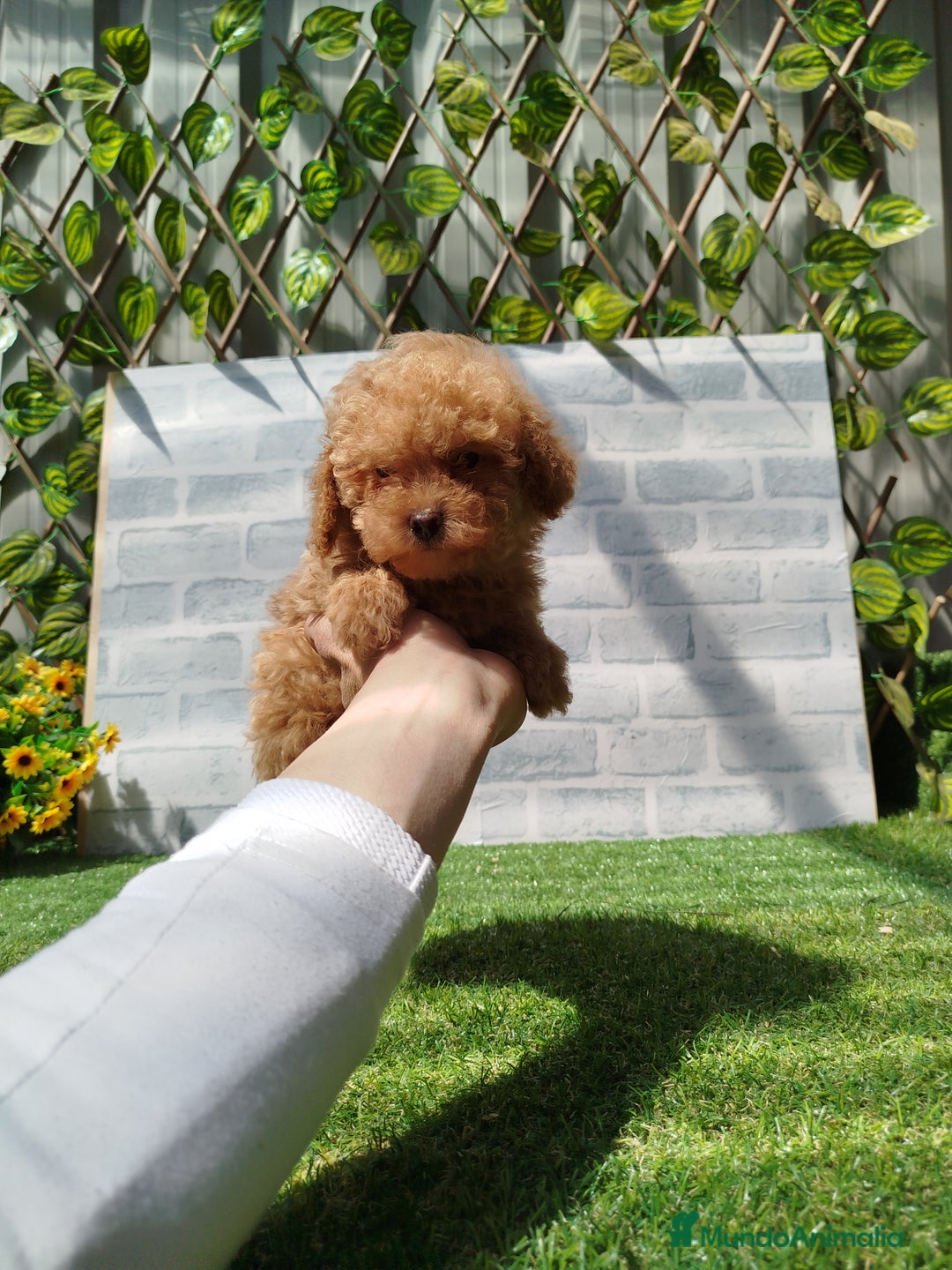 Caniche Toy perros en venta: Caniche rojo - Imagen 4