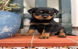 Rottweiler perros en venta: ROTTWEILER cachorros - Imagen 15
