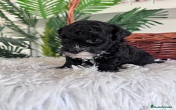 Caniche Toy perros en venta: CANICHE TOY HEMBRA - Imagen 15