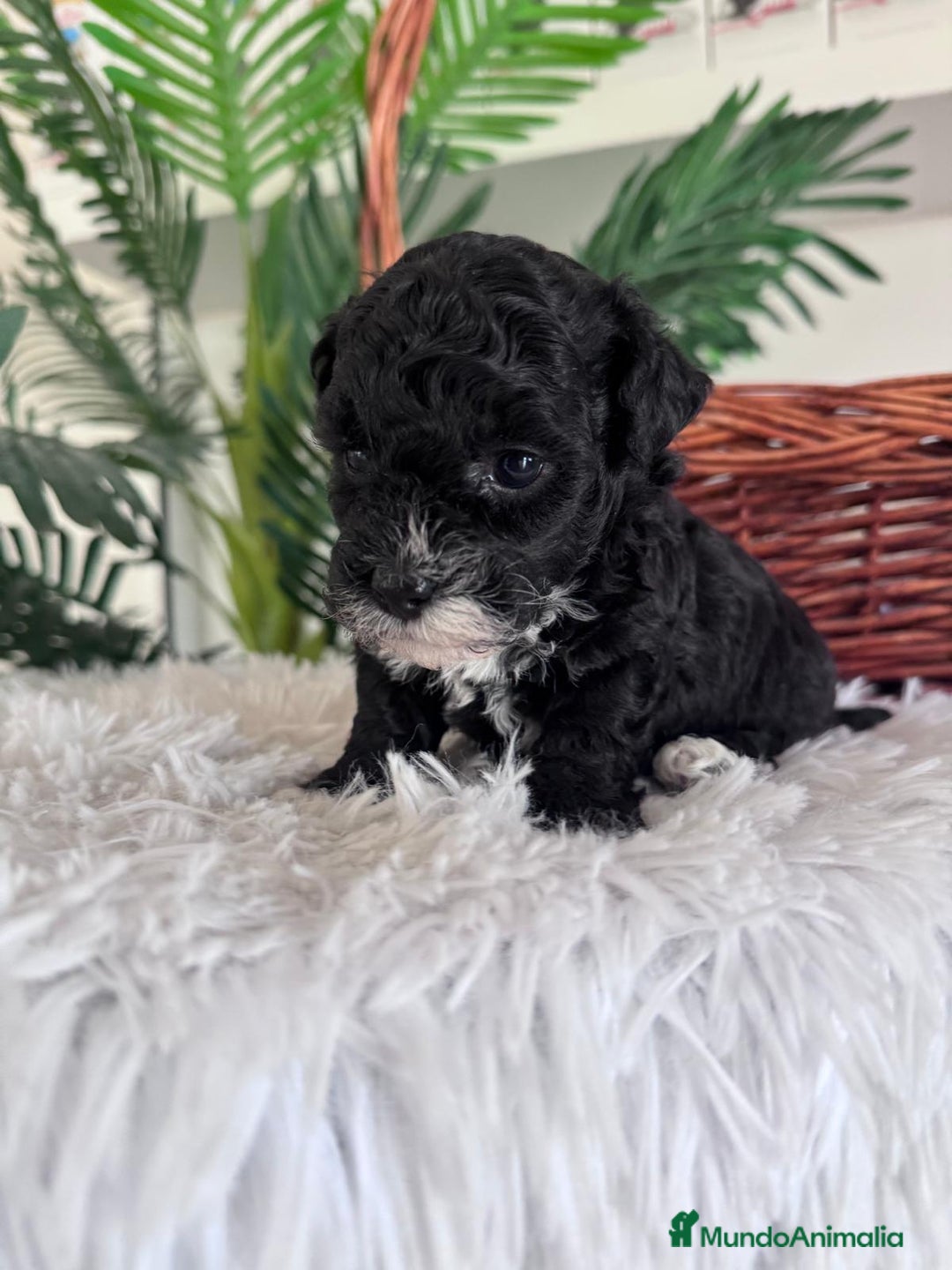 Caniche Toy perros en venta: CANICHE TOY HEMBRA - Imagen 15