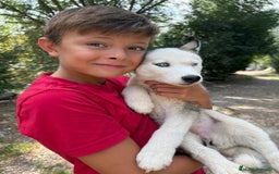 Husky Siberiano perros en venta: Husky siberiano - Imagen 3