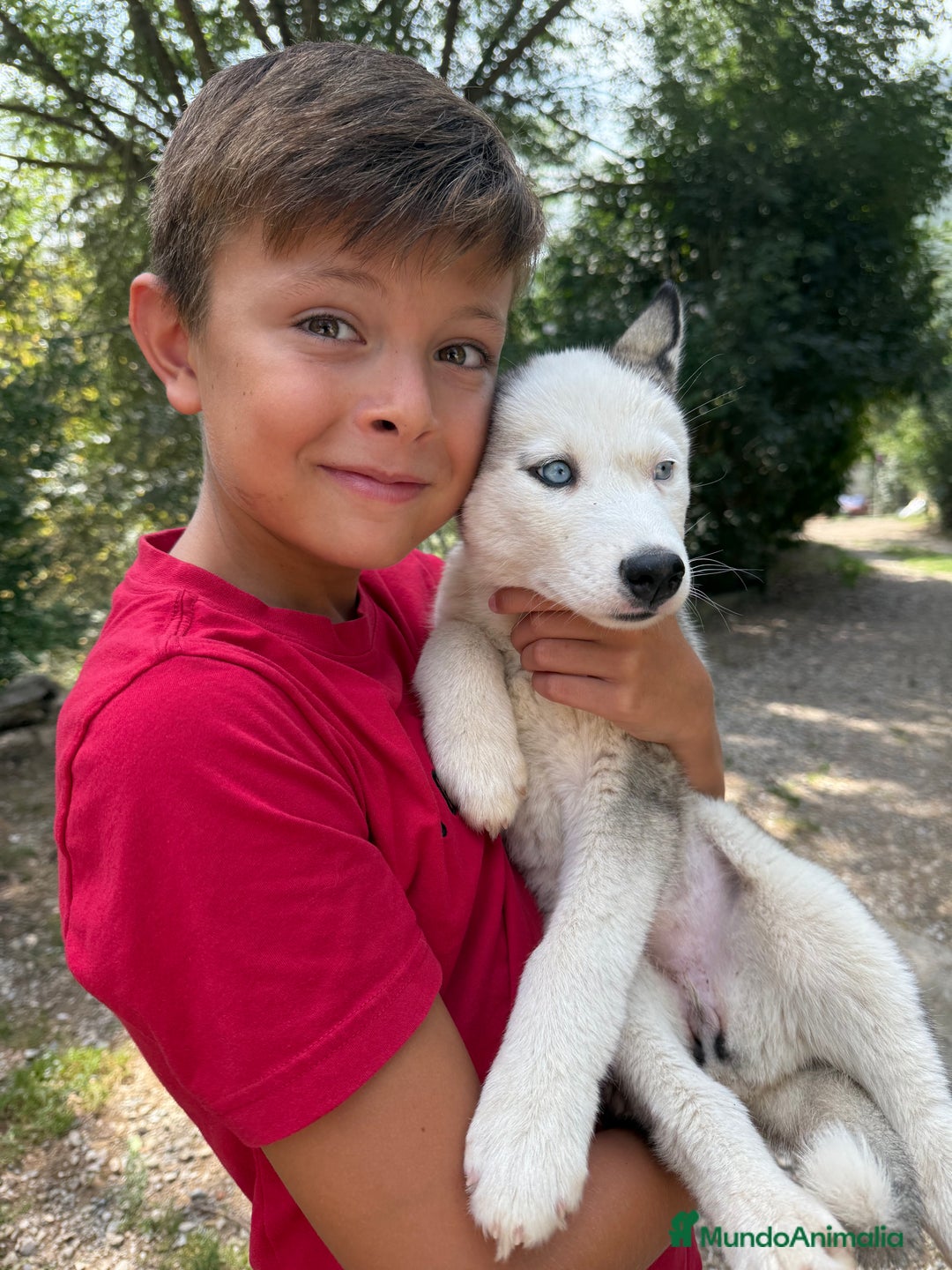 Husky Siberiano perros en venta: Husky siberiano - Imagen 3
