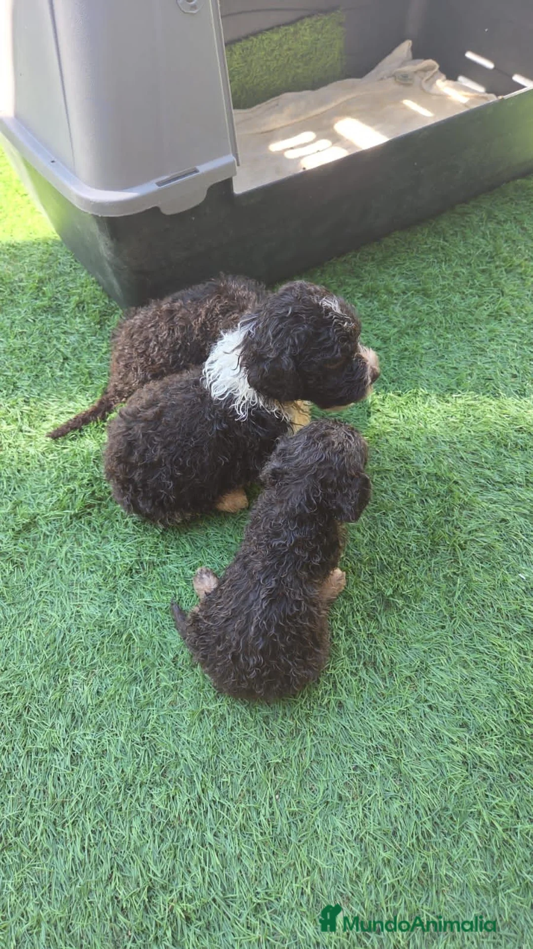 Perro de Agua Español perros en venta: Camada perros de agua  en Álava - Anuncio 2