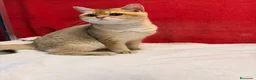 Británico de Pelo Corto gatos en venta: Precioso British Golden dorado - Anuncio 4