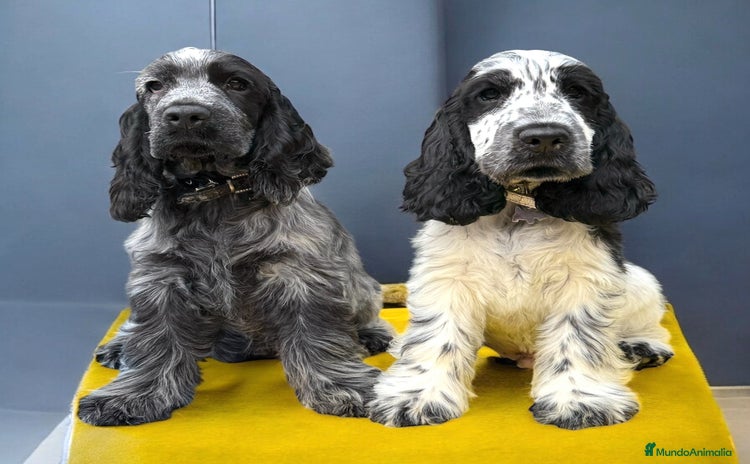 Cocker Spaniel Inglés perros - Anuncio 10