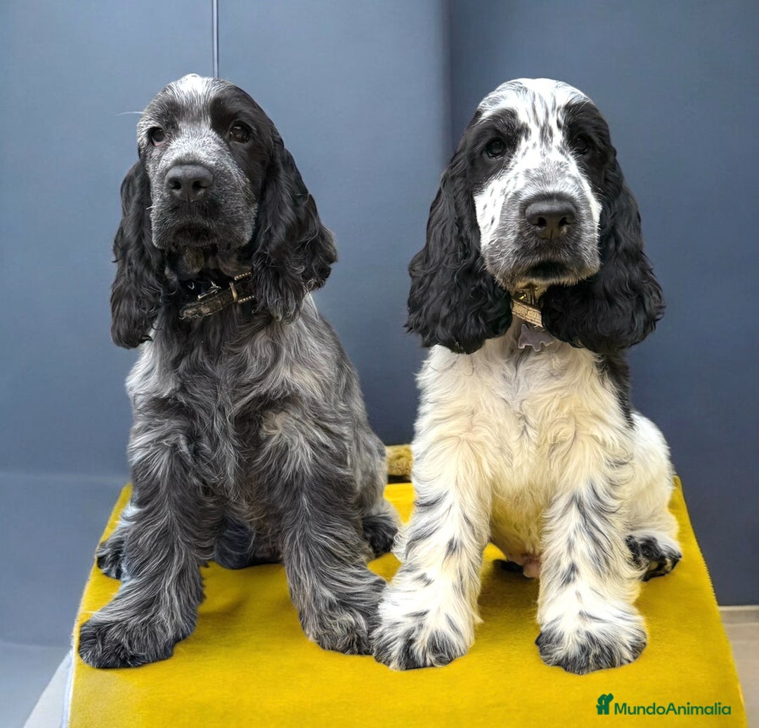 Cocker Spaniel Inglés perros en venta: Excelentes cachorros cocker spaniel ingles - Imagen 1