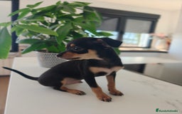 Pinscher Miniatura perros en venta: Mini pinchers  - Imagen 6