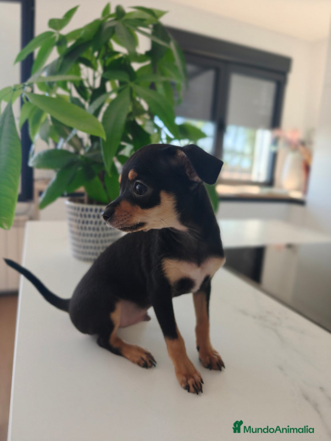 Pinscher Miniatura perros en venta: Mini pinchers  - Imagen 6