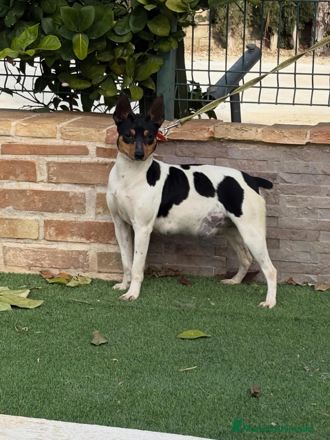 Gos Rater Valencià perros en venta: Cachorros ratonero valenciano gran calidad  - Anuncio 13