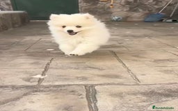 Pomerania perros en venta: Preciosos Lulu pomerania toy - Imagen 5