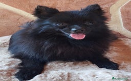 Pomerania perros en venta: POMERANIA SPITZ  - Imagen 6